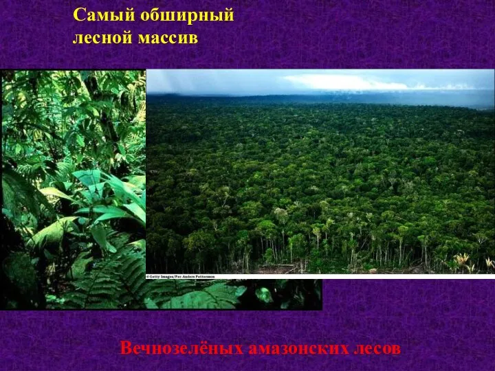 Самый обширный лесной массив Вечнозелёных амазонских лесов