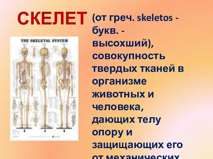 СКЕЛЕТ - (от греч. skeletos - букв. - высохший), совокупность твердых тканей