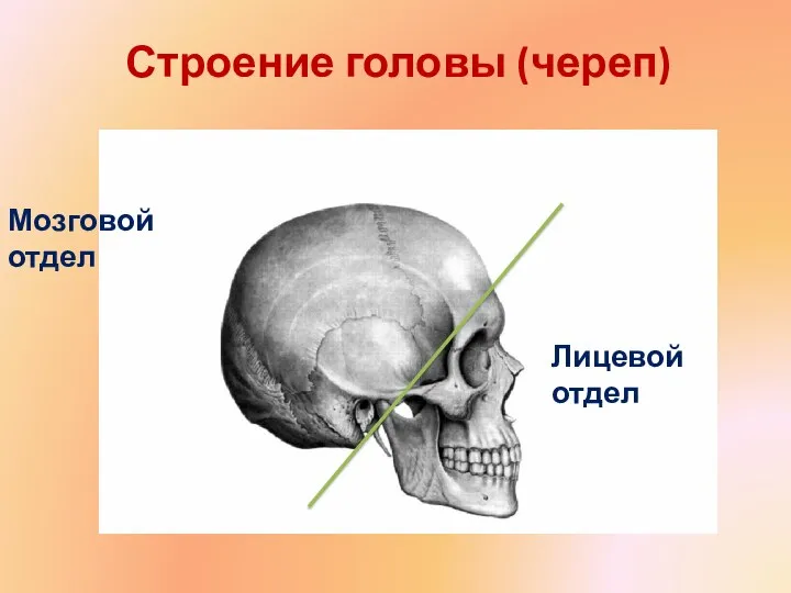 Строение головы (череп) Лицевой отдел Мозговой отдел