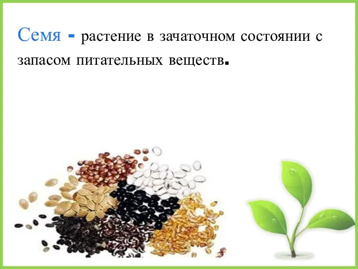 Семя - растение в зачаточном состоянии с запасом питательных веществ.