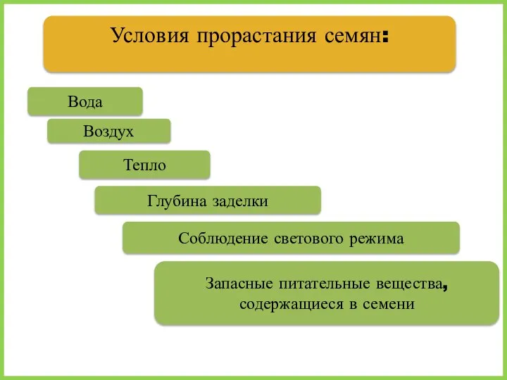 Условия прорастания семян: Вода Воздух Тепло Глубина заделки Соблюдение светового режима Запасные