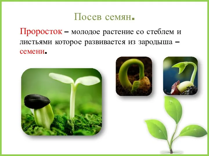 Посев семян. Проросток – молодое растение со стеблем и листьями которое развивается из зародыша – семени.