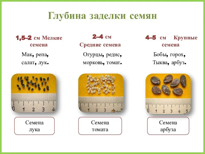 Глубина заделки семян 1,5–2 см Мелкие семена Мак, репа, салат, лук. 2–4