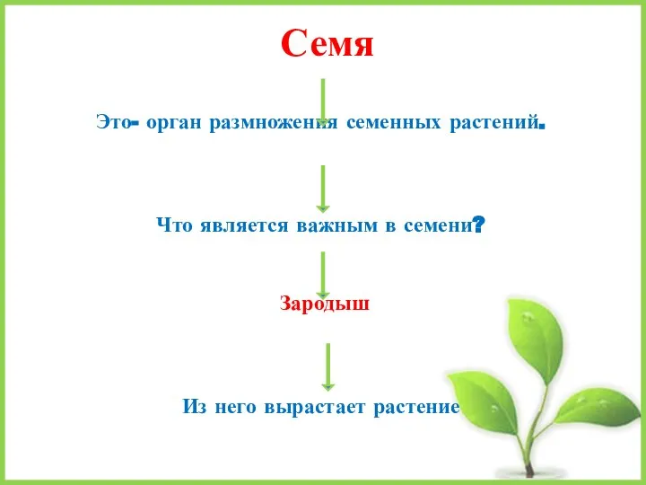 Семя Это- орган размножения семенных растений. Что является важным в семени? Зародыш Из него вырастает растение