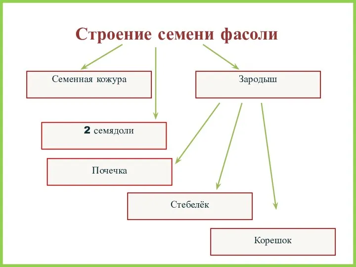 Семенная кожура Строение семени фасоли Корешок Стебелёк 2 семядоли Зародыш Почечка