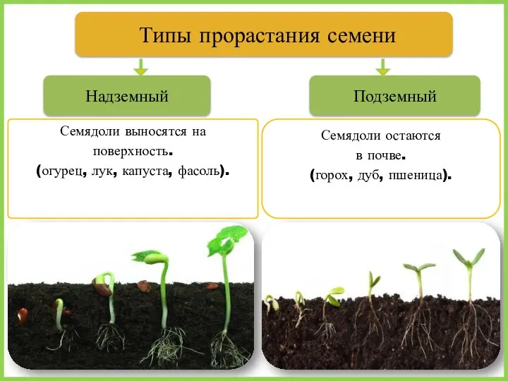 Семядоли выносятся на поверхность. (огурец, лук, капуста, фасоль). Типы прорастания семени Подземный