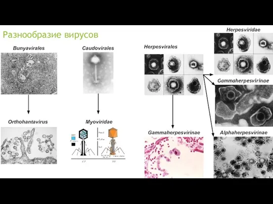 Разнообразие вирусов Bunyavirales Orthohantavirus Caudovirales Myoviridae Herpesvirales Herpesviridae Аlphaherpesvirinae Gammaherpesvirinae Gammaherpesvirinae