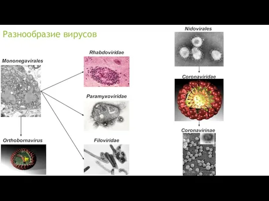 Orthobornavirus Mononegavirales Filoviridae Paramyxoviridae Rhabdoviridae Coronavirinae Nidovirales Coronaviridae Разнообразие вирусов