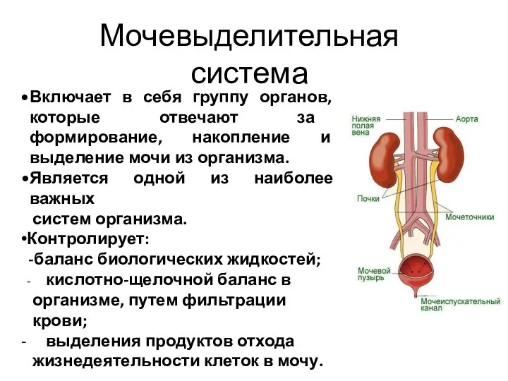 Мочевыделительная система Включает в себя группу органов, которые отвечают за формирование, накопление