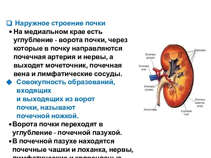 Наружное строение почки На медиальном крае есть углубление - ворота почки, через