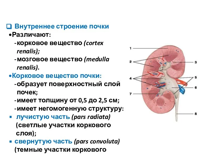 Внутреннее строение почки Различают: корковое вещество (cortex renalis); мозговое вещество (medulla renalis).