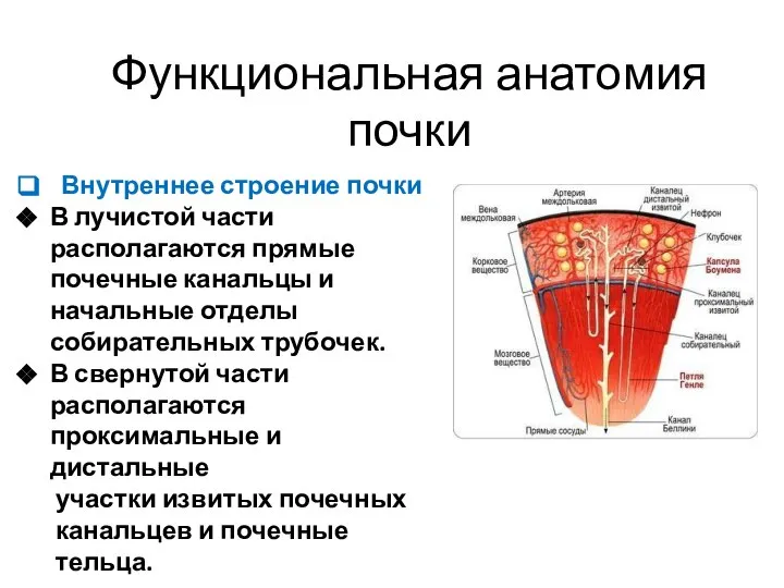 Внутреннее строение почки В лучистой части располагаются прямые почечные канальцы и начальные