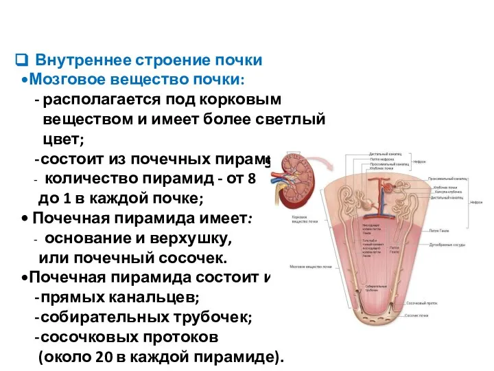 5 Внутреннее строение почки Мозговое вещество почки: располагается под корковым веществом и