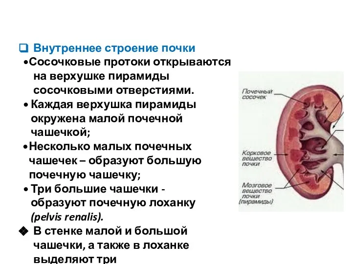 Внутреннее строение почки Сосочковые протоки открываются на верхушке пирамиды сосочковыми отверстиями. Каждая