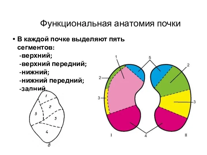 Функциональная анатомия почки В каждой почке выделяют пять сегментов: верхний; верхний передний; нижний; нижний передний; задний.