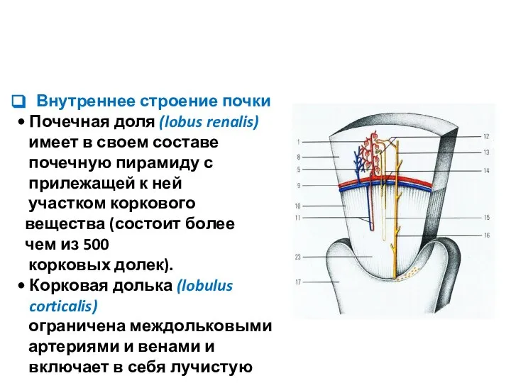 Внутреннее строение почки Почечная доля (lobus renalis) имеет в своем составе почечную