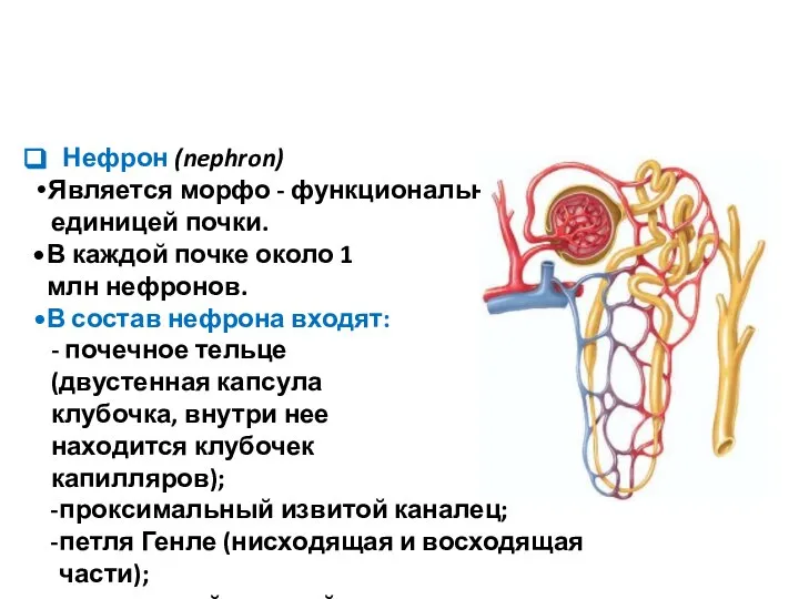 Нефрон (nephron) Является морфо - функциональной единицей почки. В каждой почке около