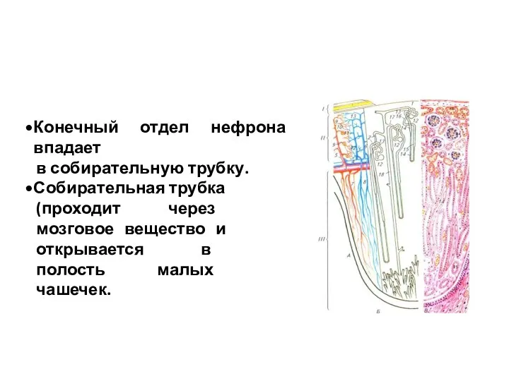Конечный отдел нефрона впадает в собирательную трубку. Собирательная трубка (проходит через мозговое
