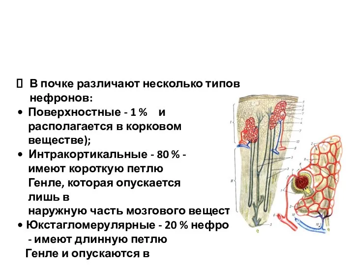 В почке различают несколько типов нефронов: Поверхностные - 1 % и располагается