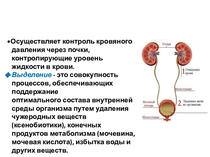 Осуществляет контроль кровяного давления через почки, контролирующие уровень жидкости в крови. Выделение