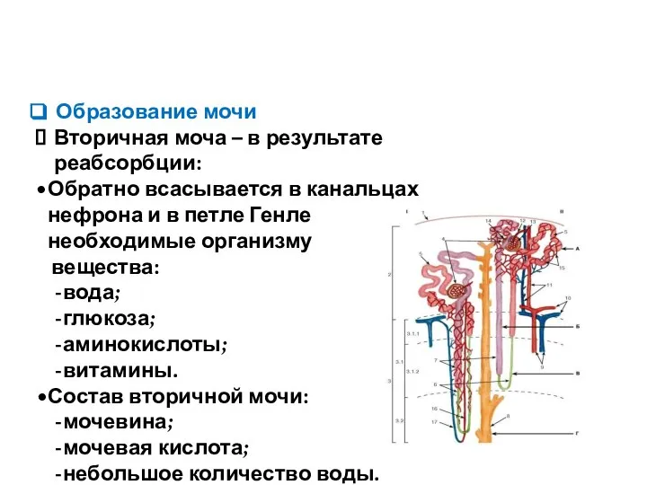 Образование мочи Вторичная моча – в результате реабсорбции: Обратно всасывается в канальцах