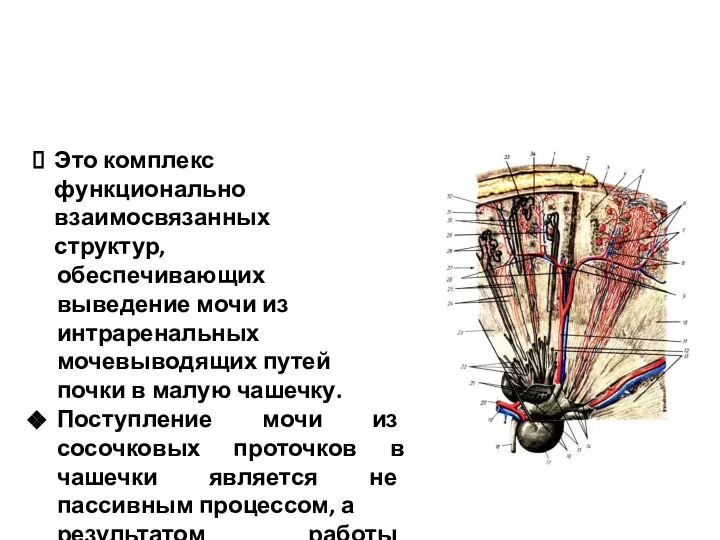 Это комплекс функционально взаимосвязанных структур, обеспечивающих выведение мочи из интраренальных мочевыводящих путей