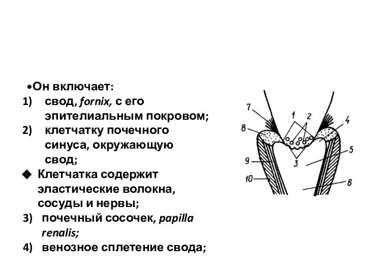 Он включает: свод, fornix, с его эпителиальным покровом; клетчатку почечного синуса, окружающую