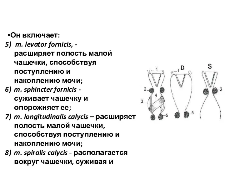 Он включает: m. levator fornicis, - расширяет полость малой чашечки, способствуя поступлению