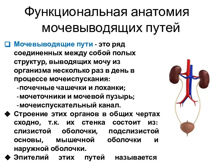 Функциональная анатомия мочевыводящих путей Мочевыводящие пути - это ряд соединенных между собой