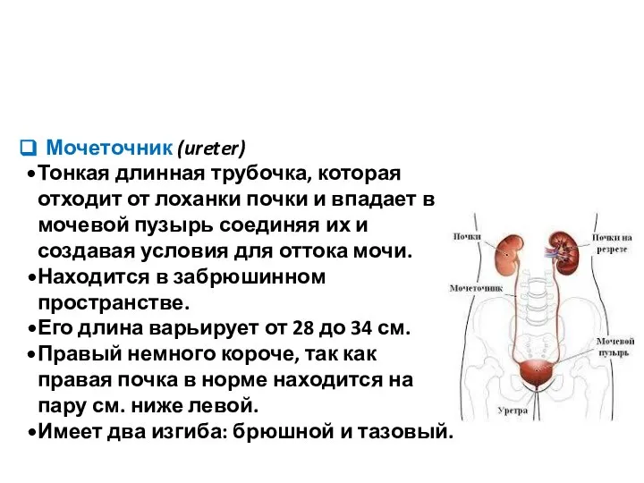 Мочеточник (ureter) Тонкая длинная трубочка, которая отходит от лоханки почки и впадает
