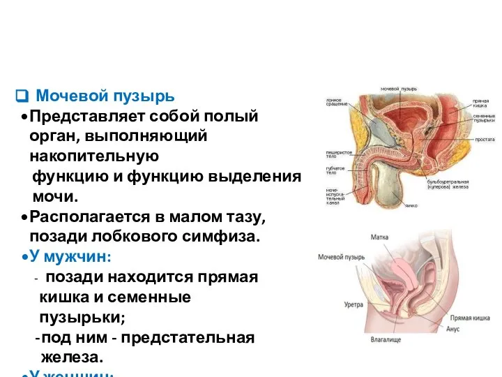 Мочевой пузырь Представляет собой полый орган, выполняющий накопительную функцию и функцию выделения