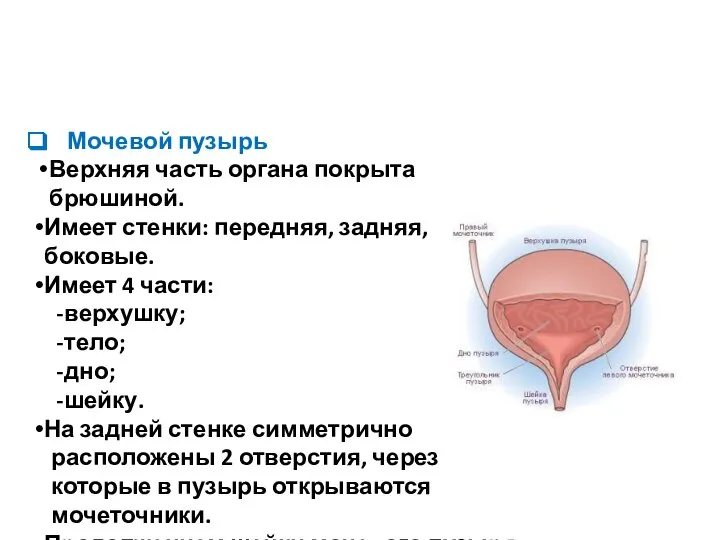 Мочевой пузырь Верхняя часть органа покрыта брюшиной. Имеет стенки: передняя, задняя, боковые.