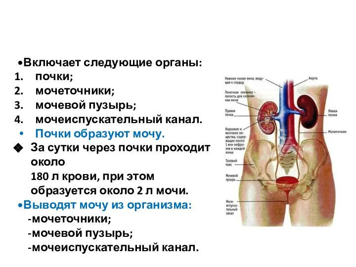 Включает следующие органы: почки; мочеточники; мочевой пузырь; мочеиспускательный канал. Почки образуют мочу.