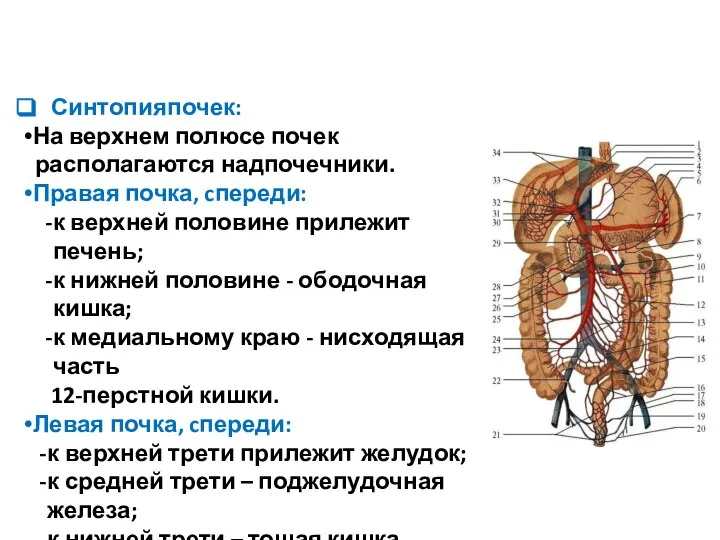 Синтопия почек: На верхнем полюсе почек располагаются надпочечники. Правая почка, cпереди: к