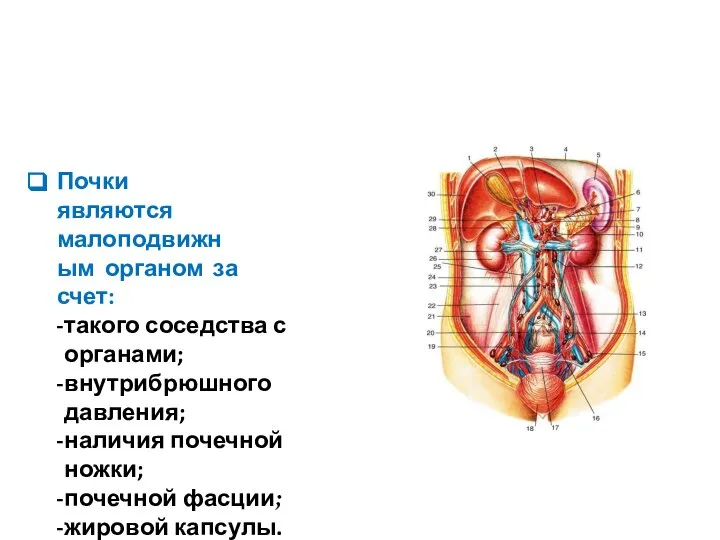 Почки являются малоподвижным органом за счет: такого соседства с органами; внутрибрюшного давления;