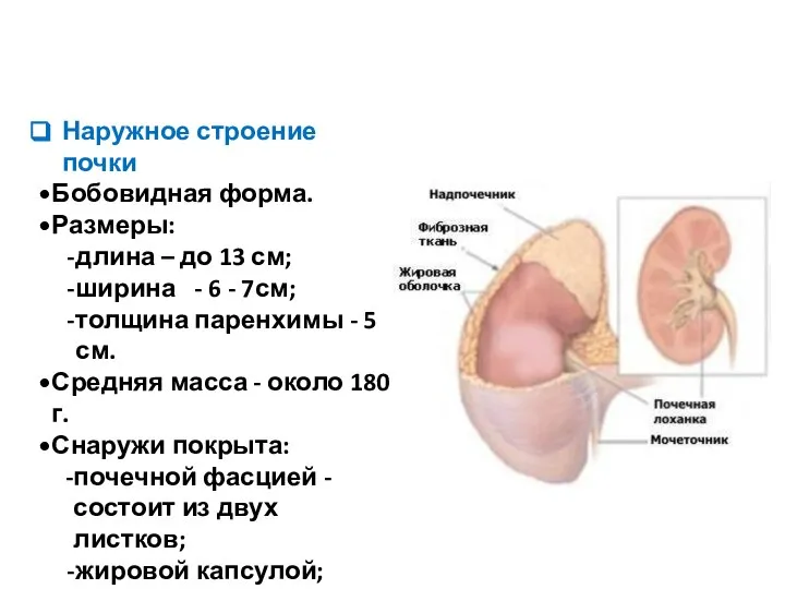 Наружное строение почки Бобовидная форма. Размеры: длина – до 13 см; ширина