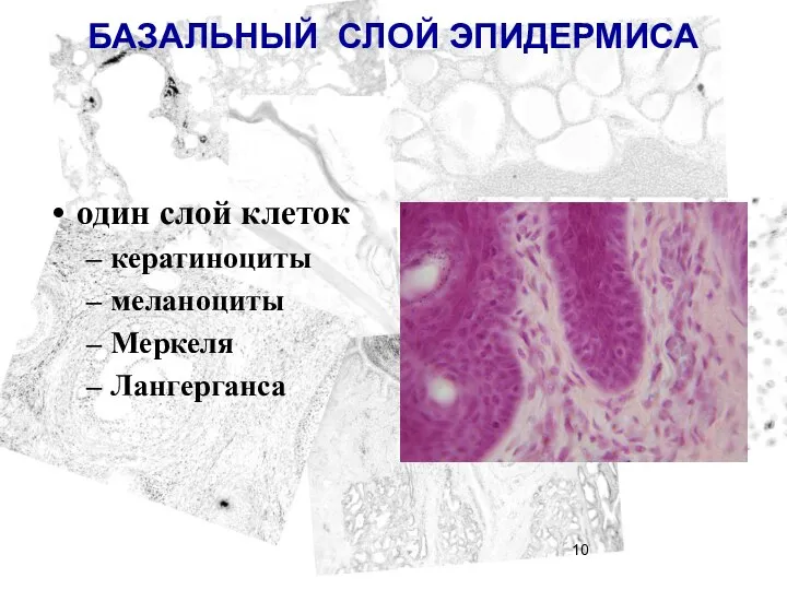 БАЗАЛЬНЫЙ СЛОЙ ЭПИДЕРМИСА один слой клеток кератиноциты меланоциты Меркеля Лангерганса