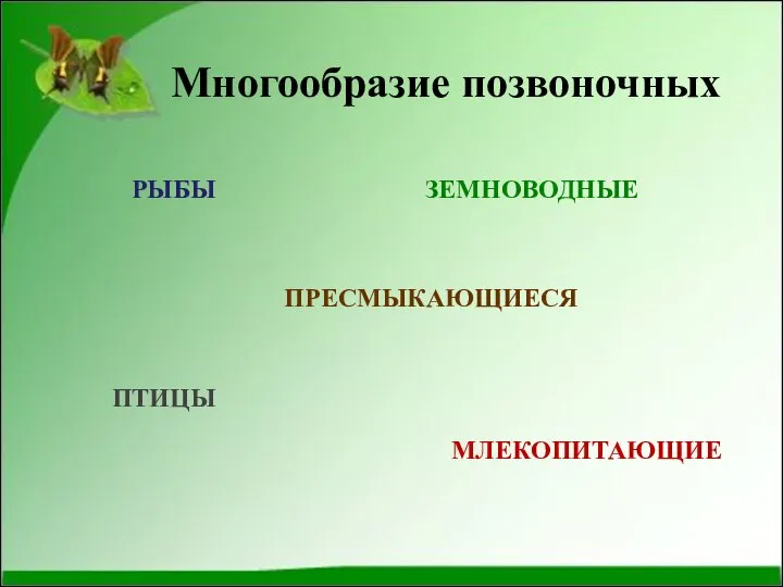 Многообразие позвоночных РЫБЫ ЗЕМНОВОДНЫЕ ПРЕСМЫКАЮЩИЕСЯ ПТИЦЫ МЛЕКОПИТАЮЩИЕ