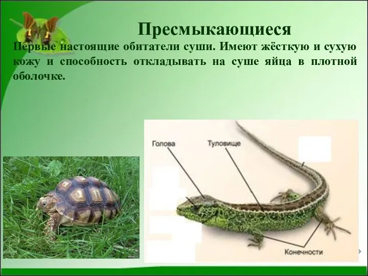 Пресмыкающиеся Первые настоящие обитатели суши. Имеют жёсткую и сухую кожу и способность