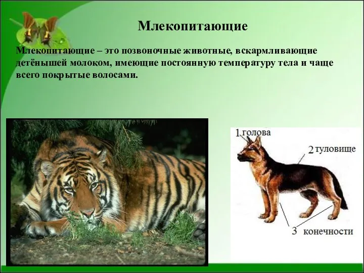 Млекопитающие Млекопитающие – это позвоночные животные, вскармливающие детёнышей молоком, имеющие постоянную температуру