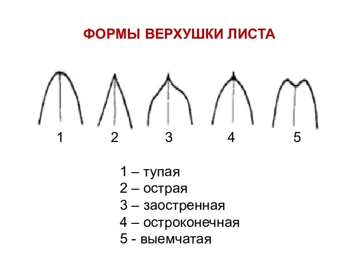 ФОРМЫ ВЕРХУШКИ ЛИСТА 1 – тупая 2 – острая 3 – заостренная