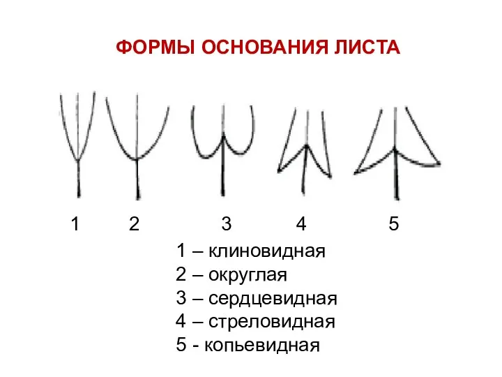 ФОРМЫ ОСНОВАНИЯ ЛИСТА 1 – клиновидная 2 – округлая 3 – сердцевидная