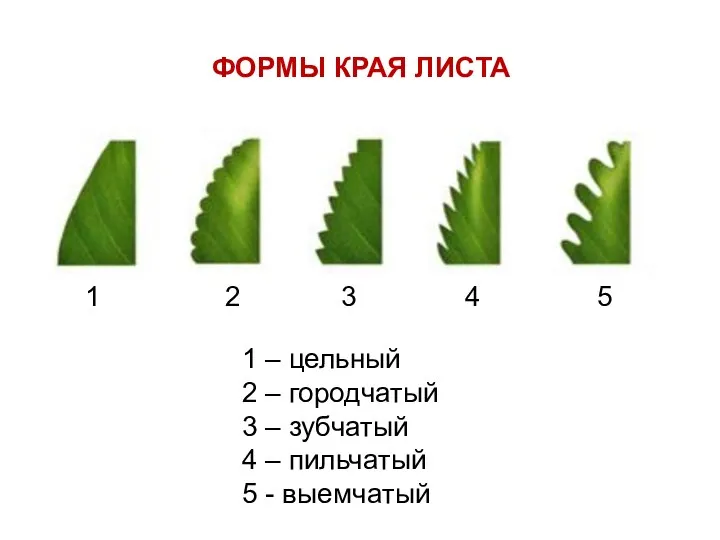 ФОРМЫ КРАЯ ЛИСТА 1 2 3 4 5 1 – цельный 2