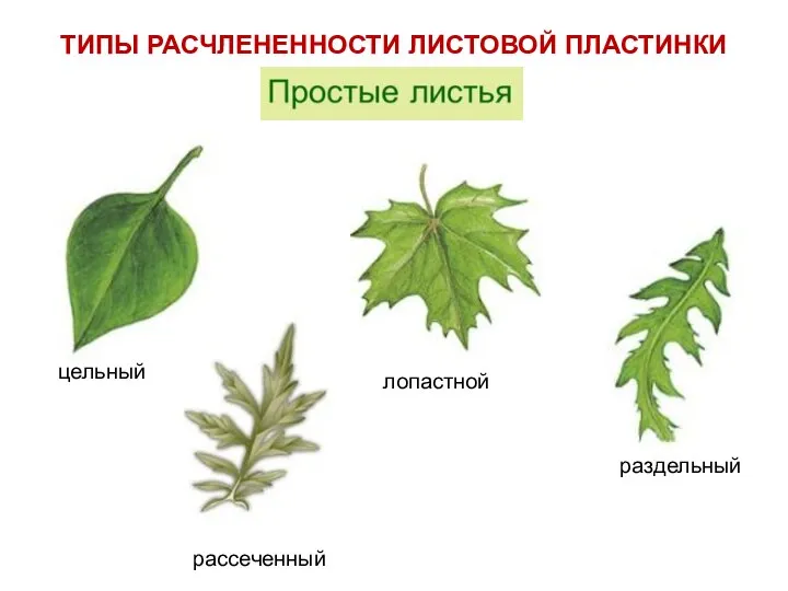 ТИПЫ РАСЧЛЕНЕННОСТИ ЛИСТОВОЙ ПЛАСТИНКИ