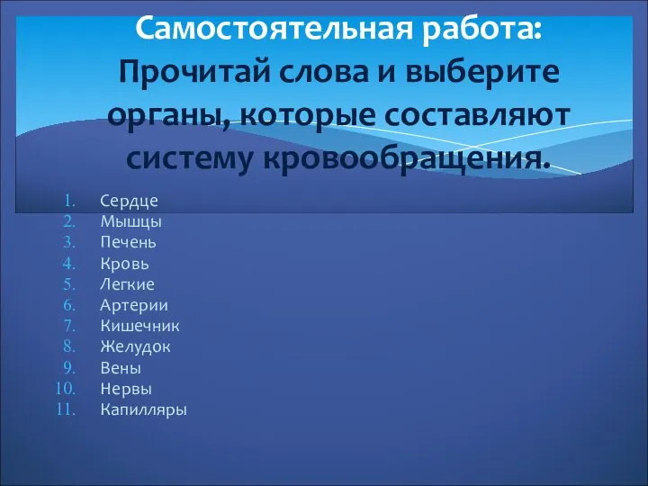 Сердце Мышцы Печень Кровь Легкие Артерии Кишечник Желудок Вены Нервы Капилляры Самостоятельная