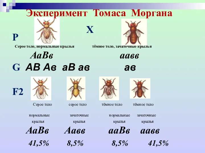 Эксперимент Томаса Моргана Р Х Серое тело, нормальные крылья тёмное тело, зачаточные