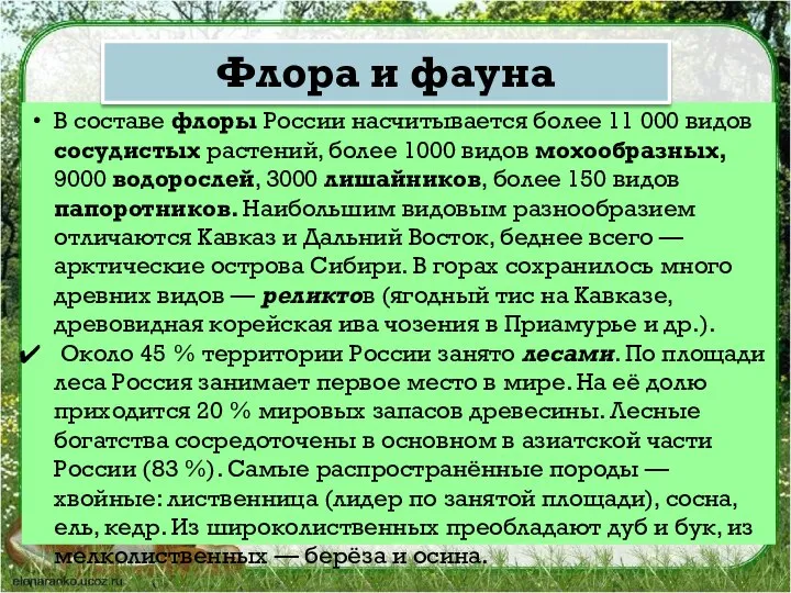 В составе флоры России насчитывается более 11 000 видов сосудистых растений, более