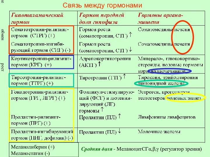 Связь между гормонами Средняя доля - МеланоцитСГα,β,γ (регулятор зрения) Меланолиберин (+) Меланостатин