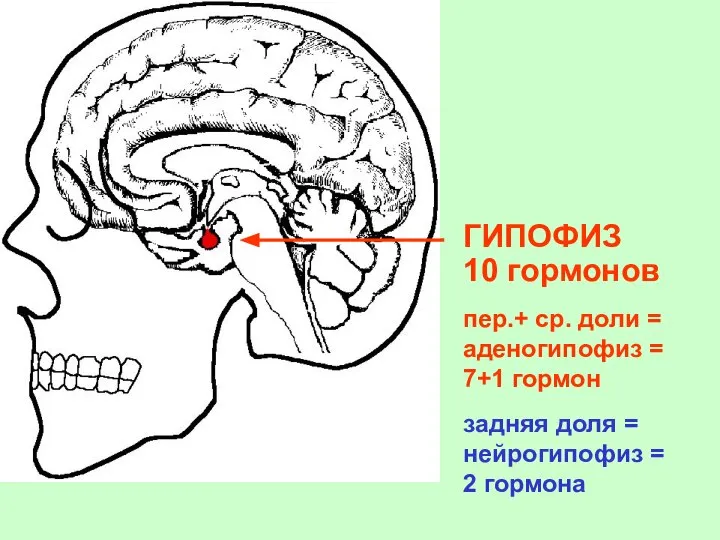 ГИПОФИЗ 10 гормонов пер.+ ср. доли = аденогипофиз = 7+1 гормон задняя