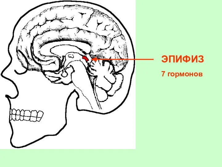 ЭПИФИЗ 7 гормонов